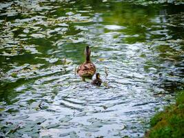 madre anatra e sua anatroccolo nuoto lontano foto