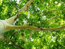 bellissimo bianca sicomoro albero con luminosa verde le foglie - tiro a partire dal sotto foto