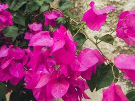 vivace rosa bouganville fiori - avvicinamento tiro foto