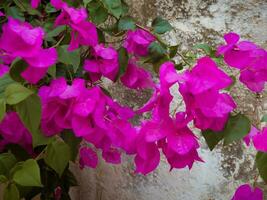 vivace e bella rosa bouganville fiori - avvicinamento tiro foto