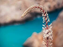 bellissimo bianca coda di volpe lilly fiore - piccolo insetto volante in direzione esso - spiaggia nel il sfondo foto