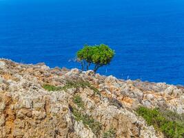 solitario fresco verde albero su un' roccioso montagna - blu mare nel il sfondo foto