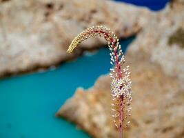 bellissimo bianca coda di volpe lilly fiore vicino appartato spiaggia su Creta foto