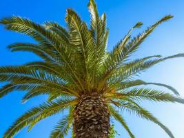 bellissimo grande palma albero con chiaro blu cielo nel il sfondo foto