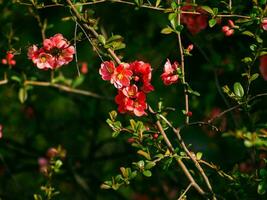 bella ricco rosso fiori su piccolo spazzola rami foto