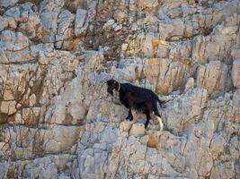 piccolo nero capra scalata il roccia scogliere foto