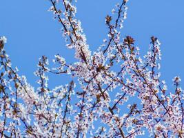 albero nel pieno primavera fioritura - bellissimo piccolo bianca fiori foto