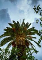 grande verde palma albero con tempesta nuvole incombente al di sopra di - tiro a partire dal sotto foto