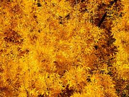 luminosa d'oro giallo fogliame nel presto autunno - bellissimo autunno colori foto