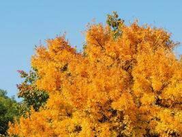 luminosa giallo albero - presto autunno stagione foto