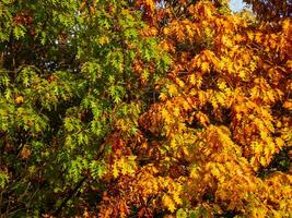 Due quercia alberi nel autunno, uno con verde e uno giallo - arancia fogliame foto