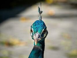 brillante blu e verde pavone - testa avvicinamento tiro foto