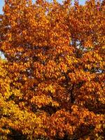 arancia le foglie di un' quercia albero nel autunno stagione foto