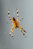 crociato ragno in piedi nel il mezzo di un' ragno ragnatela - macro tiro foto