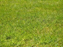 verde erba sfondo, estate prato, campo vicino Visualizza foto