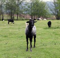 nero capra in piedi su un' verde campo foto