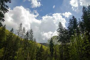 bellissima montagna foresta sotto in profondità blu estate cielo foto