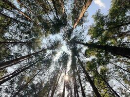 verde foresta sfondo. natura e sole travi foto