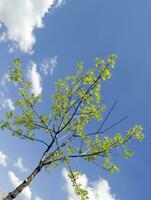 estate albero nel il sole raggi foto