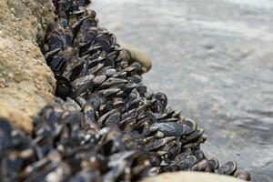 oceano conchiglie in crescita su il roccia foto