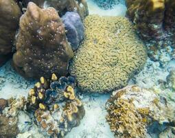 grande corallo cervello con grande mollusco nel mare foto