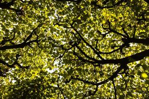 in profondità verde foresta sotto luminosa luce del sole foto