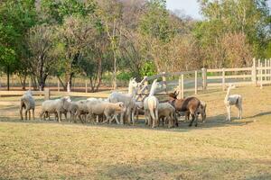 alpaca, pecora, asino in piedi in attesa cibo nel azienda agricola foto