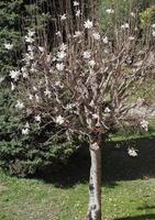 albero di magnolia sweetbay magnolia sweetbay foto