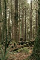 in profondità foresta pluviale nel Canada foto