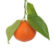 mandarino frutto isolato