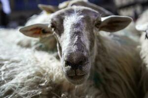 pecora su un' azienda agricola foto