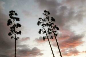 tre alto alberi In piedi nel davanti di un' tramonto foto