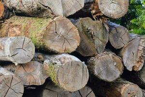 un' mucchio di logs quello siamo impilati su foto