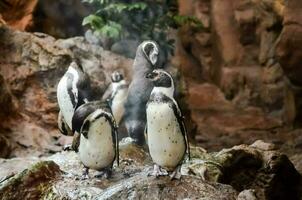 pinguini nel il zoo foto