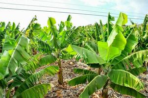 un' Banana piantagione con molti Banana alberi foto