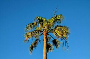 un' palma albero contro un' blu cielo foto