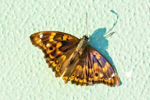 un' farfalla su un' verde superficie foto