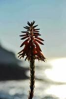 un' rosso fiore con un' spiaggia nel il sfondo foto