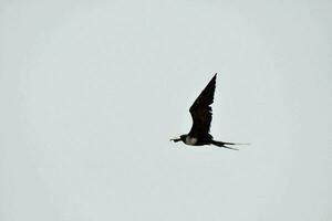 un' uccello volante nel il cielo con suo Ali diffusione foto