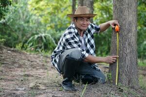 asiatico uomo botanico usi misurazione nastro per misurare tronco di albero nel foresta per analisi e ricerca di crescita di albero. concetto, foresta valutazione. conservazione di ambiente. foto