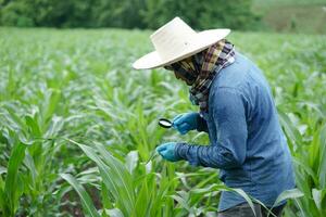 asiatico uomo contadino hold ingrandimento bicchiere per ispezionare pianta patologia, insetti su le foglie di mais impianti a giardino. concetto, fare agricolo studia, ricerca. prendere cura di colture per il migliore produzione foto