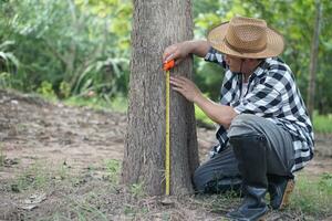 asiatico uomo botanico è utilizzando misurazione nastro per misurare tronco di albero nel foresta per analisi e ricerca di crescita di albero. concetto, foresta valutazione. conservazione di ambiente. foto