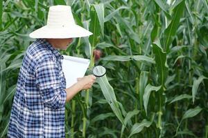 agricolo ricercatore detiene ingrandimento bicchiere e carta appunti per Esplorare o ispezionare crescita e malattie di impianti a mais giardino. concetto. agricoltura occupazione, sondaggio e ricerca. foto