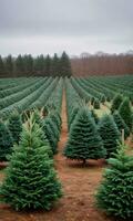 foto di Natale Natale albero azienda agricola righe. ai generato