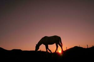 cavallo silhouette nel il campagna e bellissimo tramonto sfondo foto