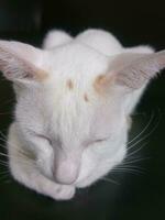 un' carino poco bianca gatto è addormentato felicemente. foto