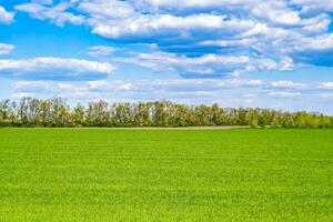 bellissimo orizzonte scenario nel villaggio prato su colore naturale sfondo foto