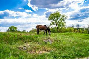 bellissimo stallone selvaggio cavallo marrone sul prato fiorito estivo foto