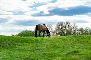 bellissimo stallone selvaggio cavallo marrone sul prato fiorito estivo foto