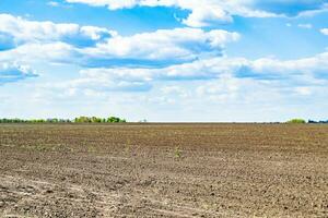 fotografia su tema grande vuoto azienda agricola campo per biologico raccogliere foto